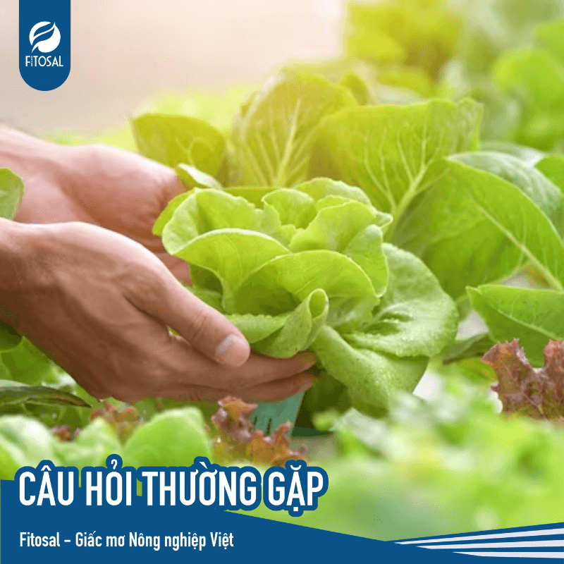 Cac-loai-chung-nhan-huu-co-giup-nong-dan-chung-minh-duoc-gia-tri-nong-san