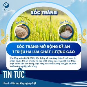 SÓC TRĂNG MỞ RỘNG ĐỀ ÁN 1 TRIỆU HA LÚA CHẤT LƯỢNG CAO