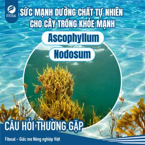 ASCOPHYLLUM NODOSUM – SỨC MẠNH DƯỠNG CHẤT TỰ NHIÊN CHO CÂY TRỒNG KHỎE MẠNH